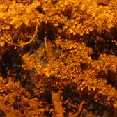 The Killing Tree